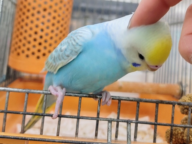 セキセイインコ