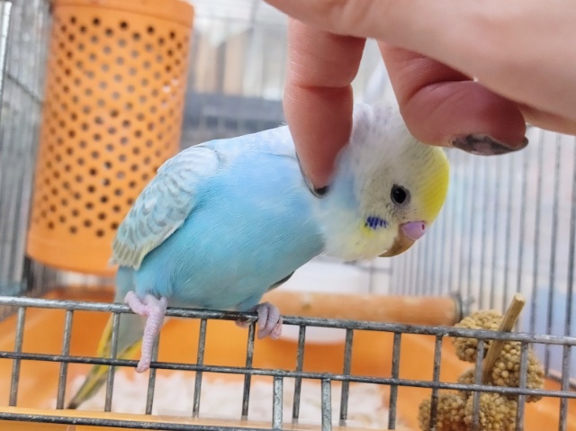 セキセイインコ