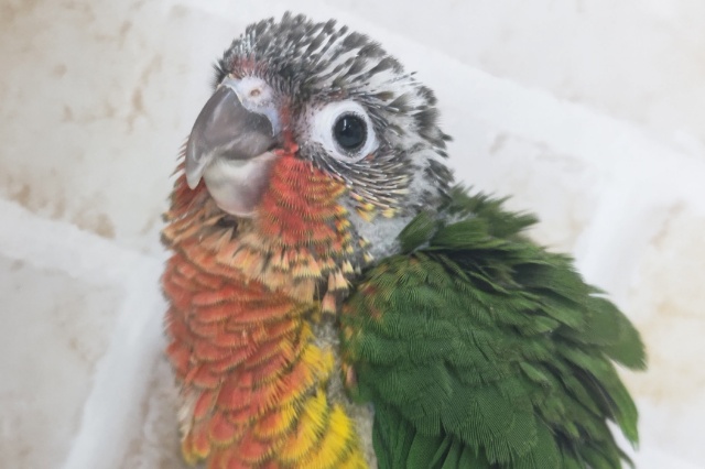 ホオミドリウロコインコ