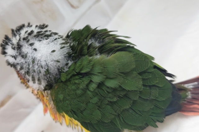 ホオミドリウロコインコ