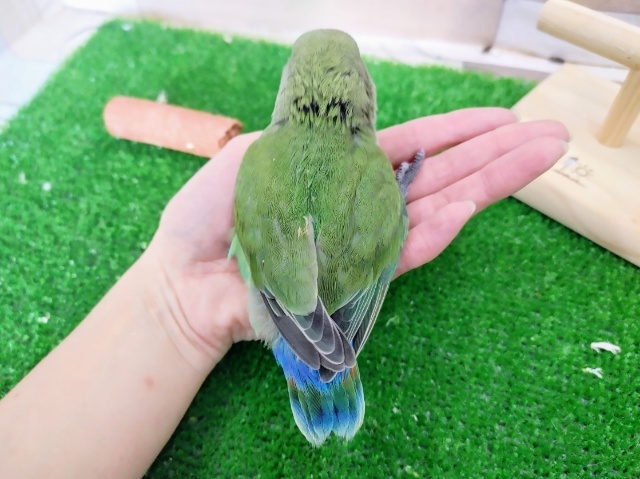 コザクラインコ（小桜インコ）