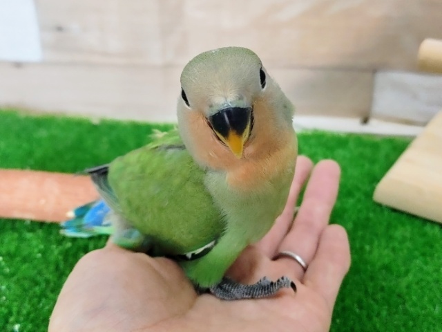 コザクラインコ（小桜インコ）