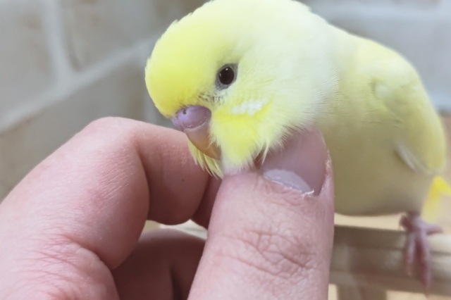 セキセイインコ