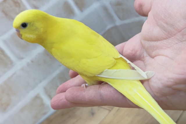 セキセイインコ