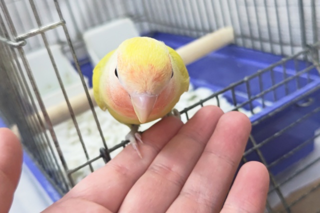 コザクラインコ（小桜インコ）