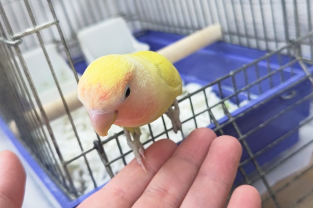 コザクラインコ（小桜インコ）