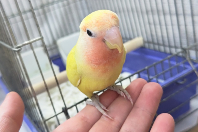 コザクラインコ（小桜インコ）