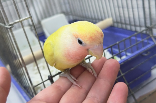 コザクラインコ（小桜インコ）