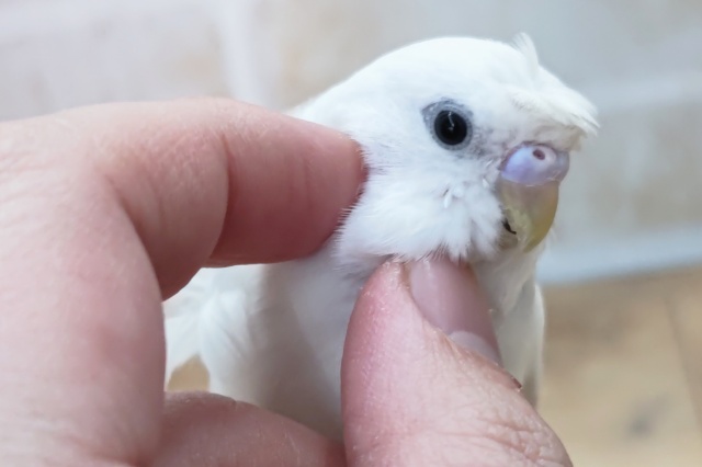 羽衣セキセイインコ