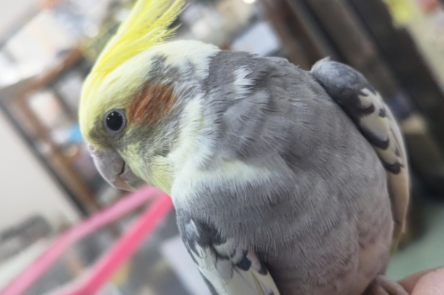 オカメインコ