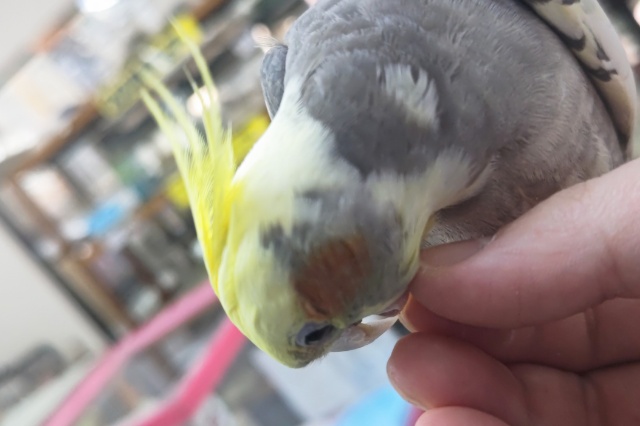 オカメインコ