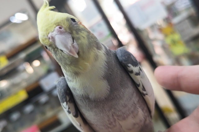 オカメインコ