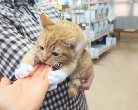 スコティッシュフォールド