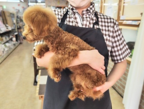 最新画像!トイプードル(レッド)女の子♪お転婆ちゃん❤ トイプードル