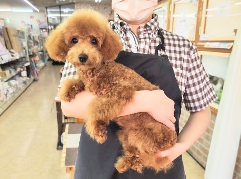 最新画像!トイプードル(レッド)女の子♪お転婆ちゃん❤ トイプードル