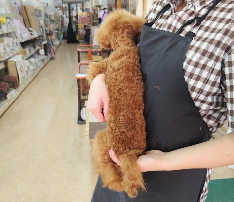 最新画像!トイプードル(レッド)女の子♪お転婆ちゃん❤ トイプードル