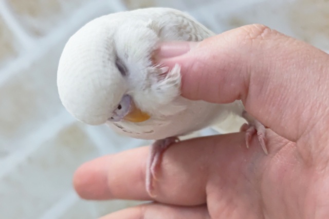 ジャンボセキセイインコ