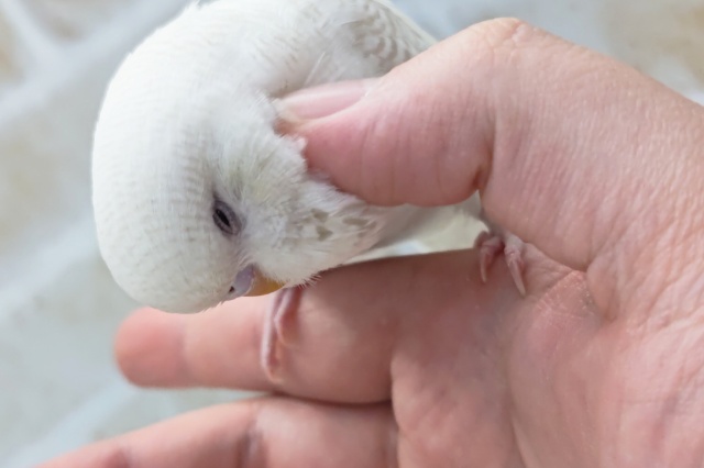 ジャンボセキセイインコ