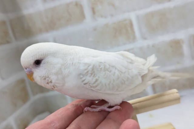 ジャンボセキセイインコ