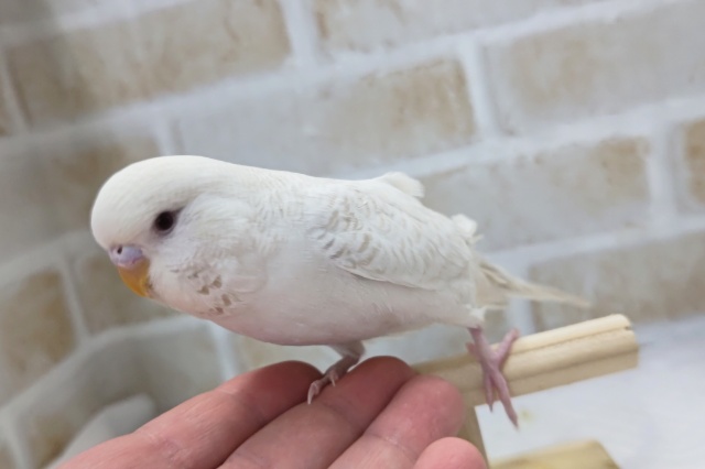 ジャンボセキセイインコ