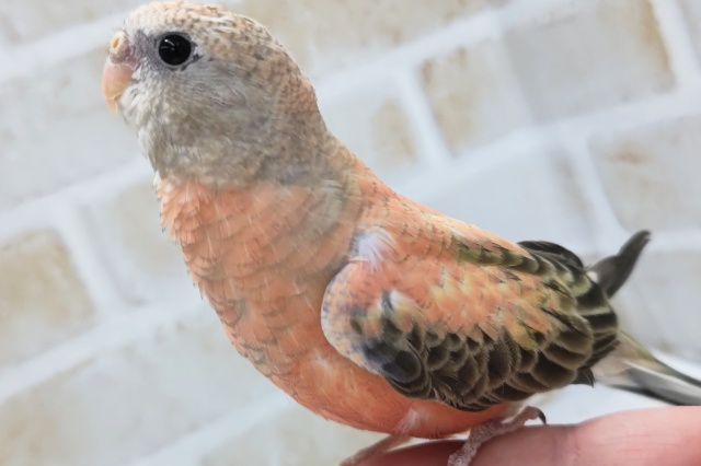 アキクサインコ（秋草インコ）