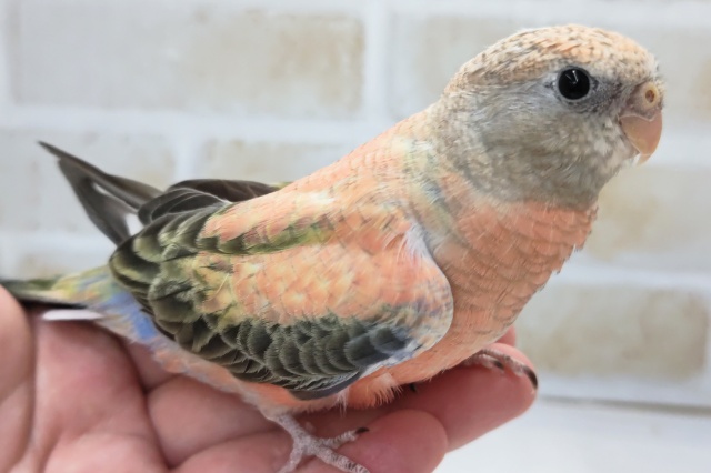 アキクサインコ（秋草インコ）