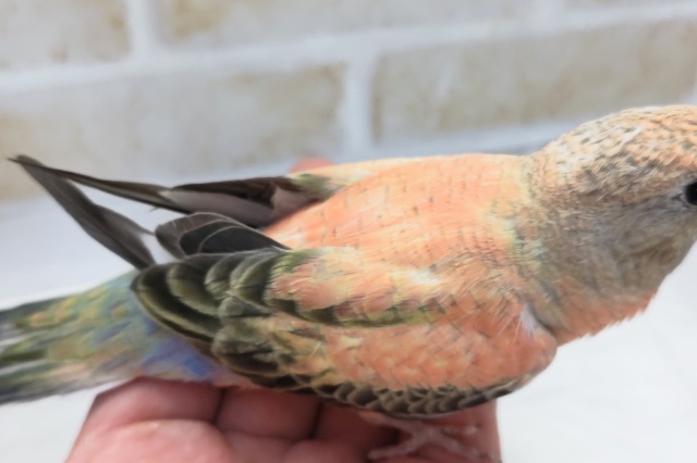 アキクサインコ（秋草インコ）