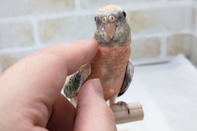 アキクサインコ（秋草インコ）