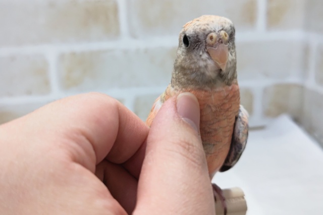 アキクサインコ（秋草インコ）