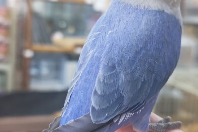 コザクラインコ（小桜インコ）