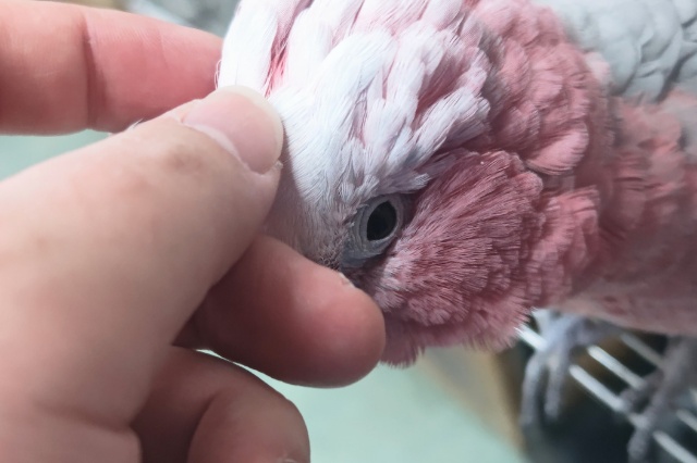 モモイロインコ