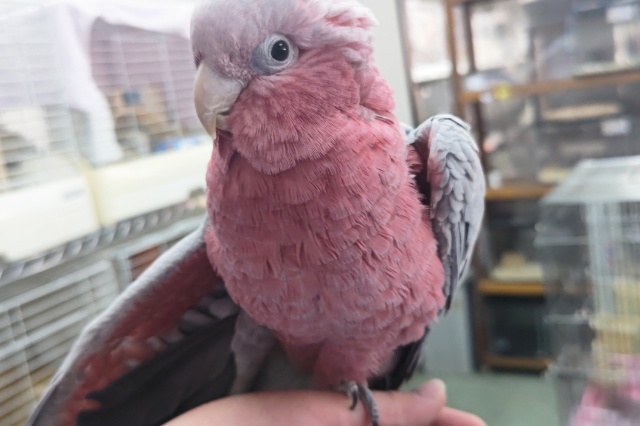 モモイロインコ