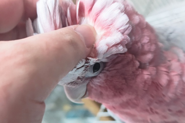 モモイロインコ