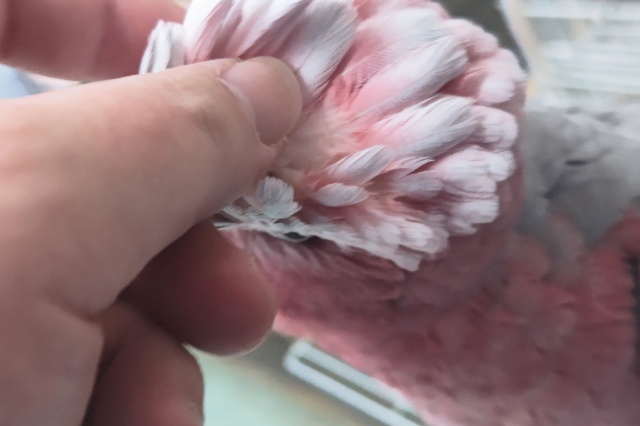 モモイロインコ