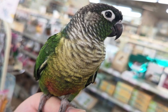 ホオミドリウロコインコ