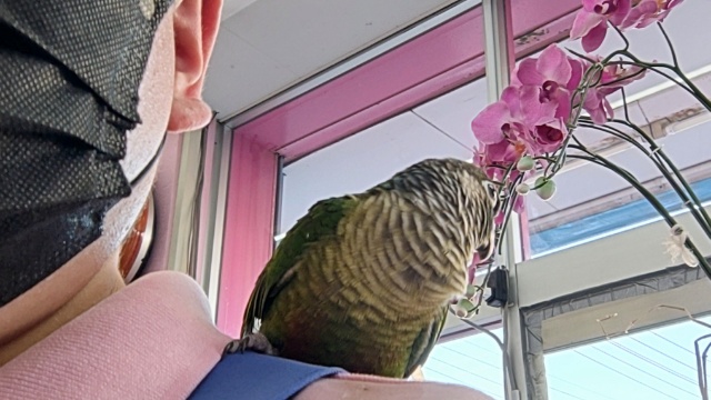 ホオミドリウロコインコ