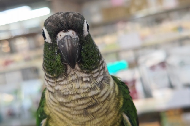 ホオミドリウロコインコ