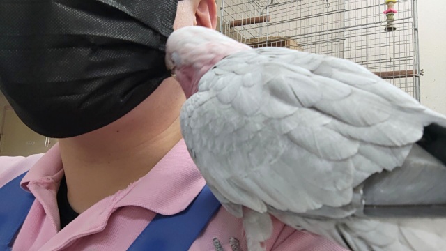 モモイロインコ