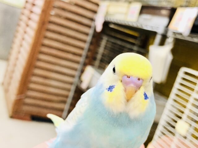 セキセイインコ