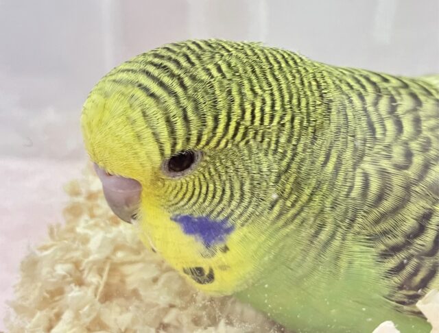 ジャンボセキセイインコ