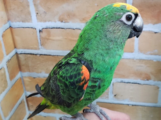 ズアカハネナガ