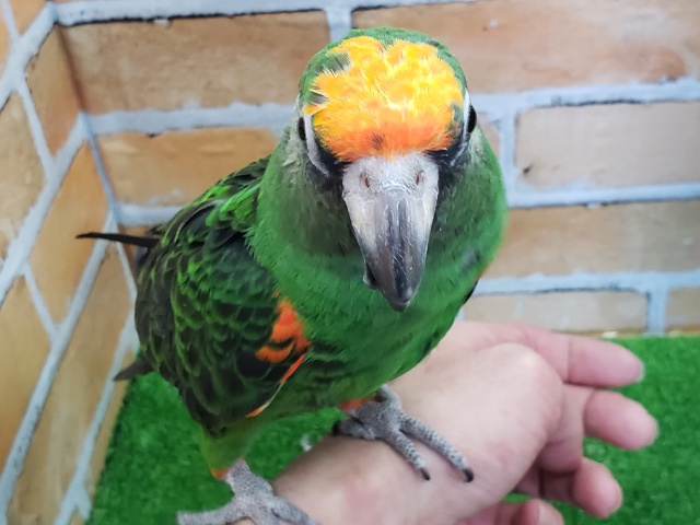 ズアカハネナガ