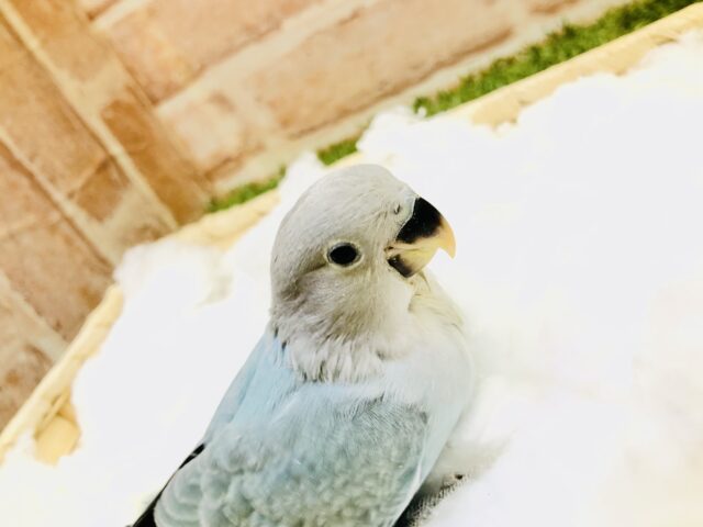 コザクラインコ（小桜インコ）