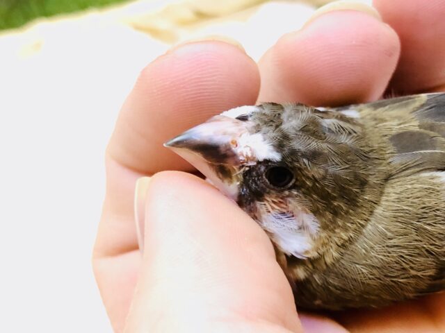 十姉妹（ジュウシマツ）