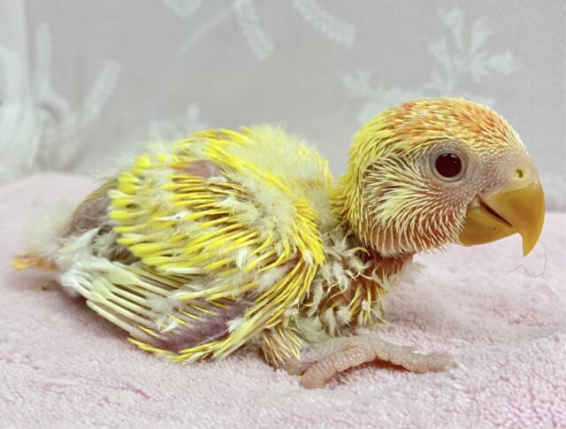 コザクラインコ（小桜インコ）