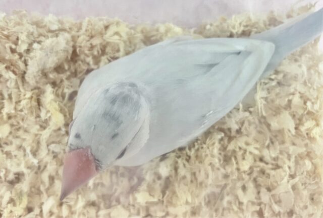 シルバー文鳥