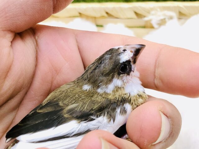 十姉妹（ジュウシマツ）