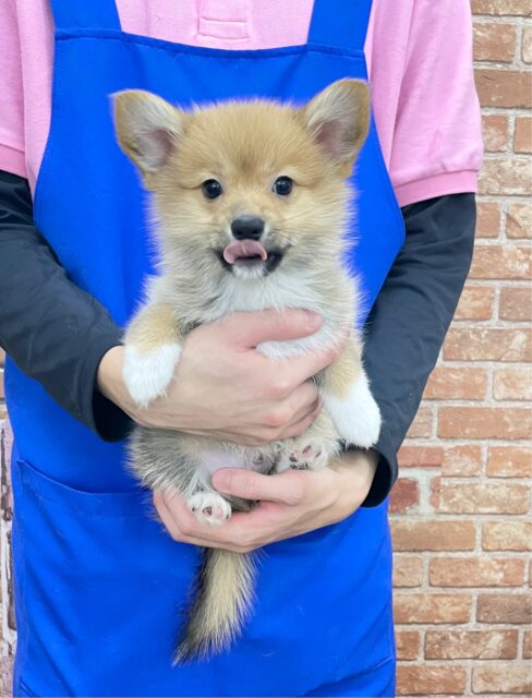 ポメラニアン×Wコーギー