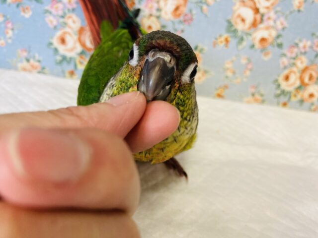 ワキコガネウロコインコ