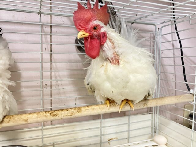 桂チャボ（カツラチャボ）